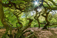 Lade das Bild in den Galerie-Viewer, Landschafts Fotografie Workshop Rügen 22.04.2023 - Tagesworkshop - Langzeitbelichtung, optische Filter, Bildgestaltung
